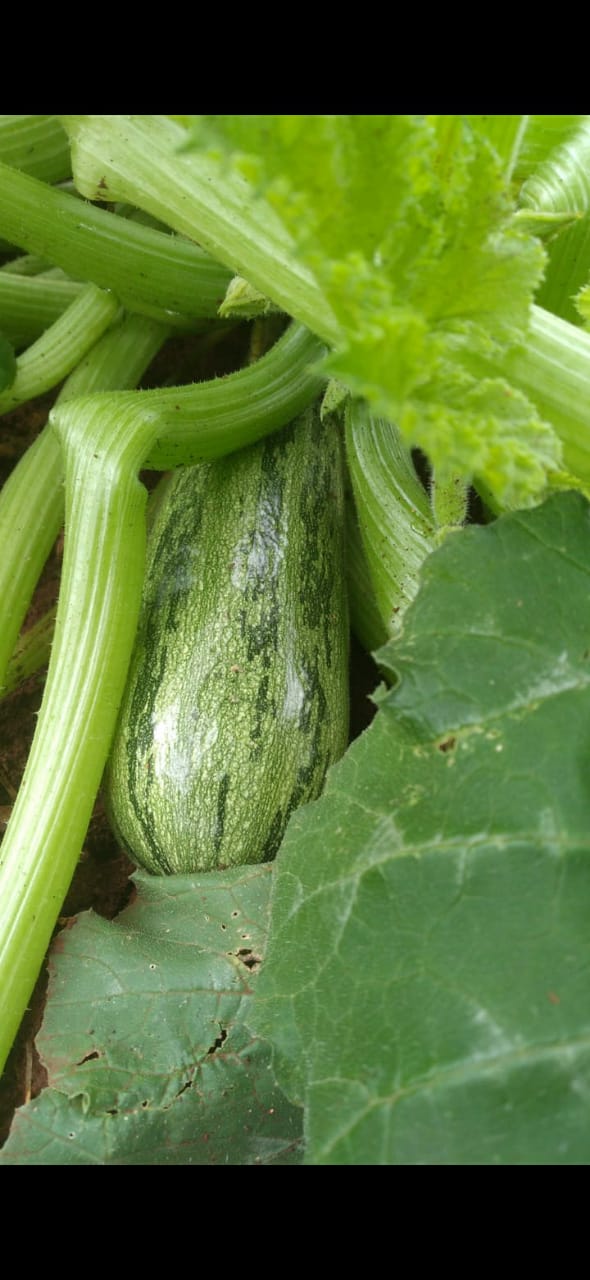 Produtor de verduras orgânicas